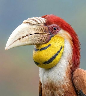 Close-up of a Wreathed Hornbill with large ridged beak, yellow and black throat, and reddish crest feathers