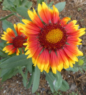 Close-up of red and yellow gaillardia pulchella blanket flowers with green leaves