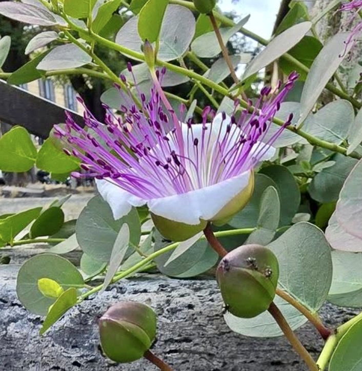 Caper flower with white petals and purple stamens among round green leaves on a stone surface