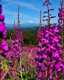 Magenta wildflowers in foreground with distant snow-capped mountain and forest landscape