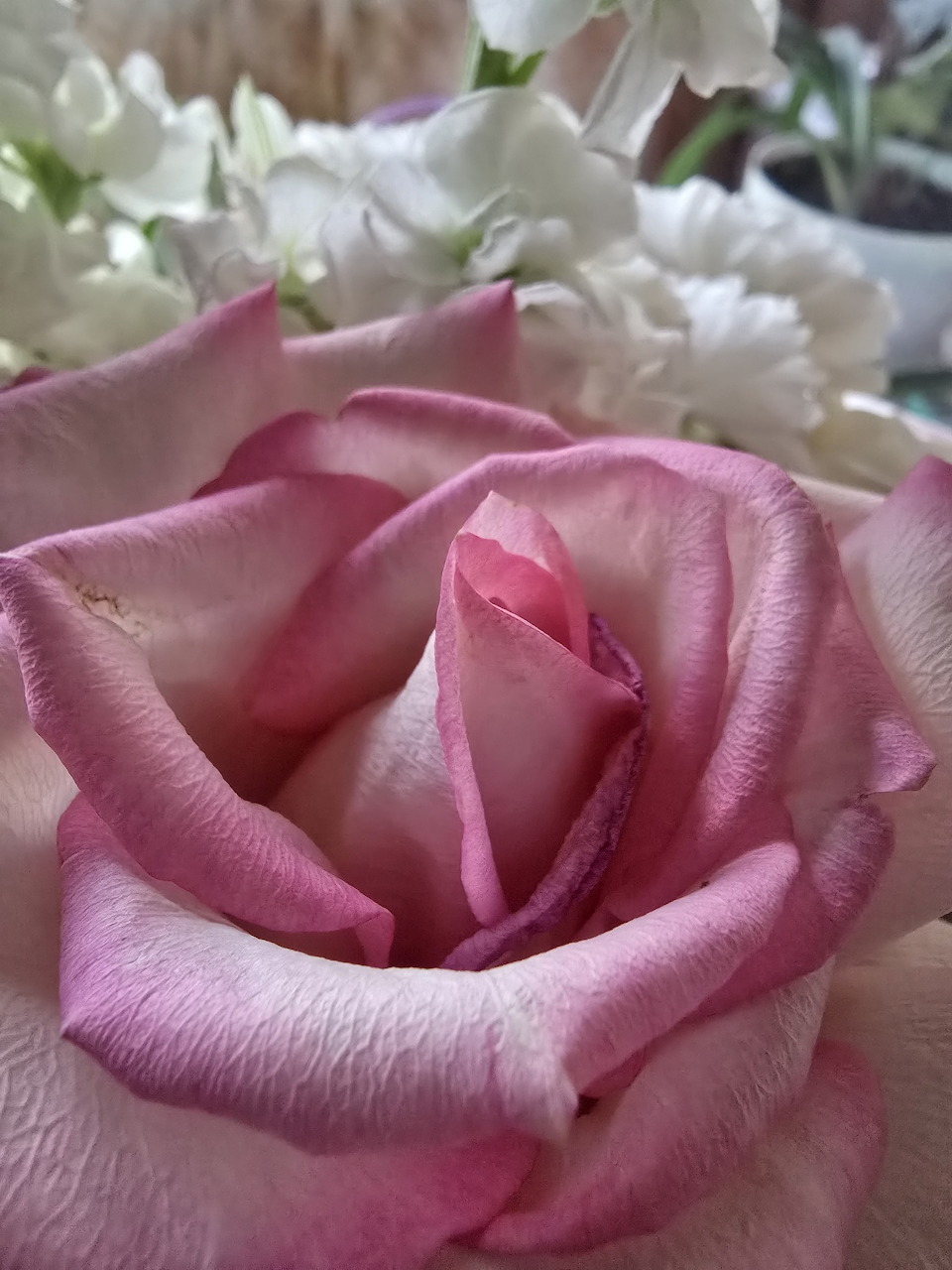 Close-up of a pink rose with layered petals and white flowers in the background