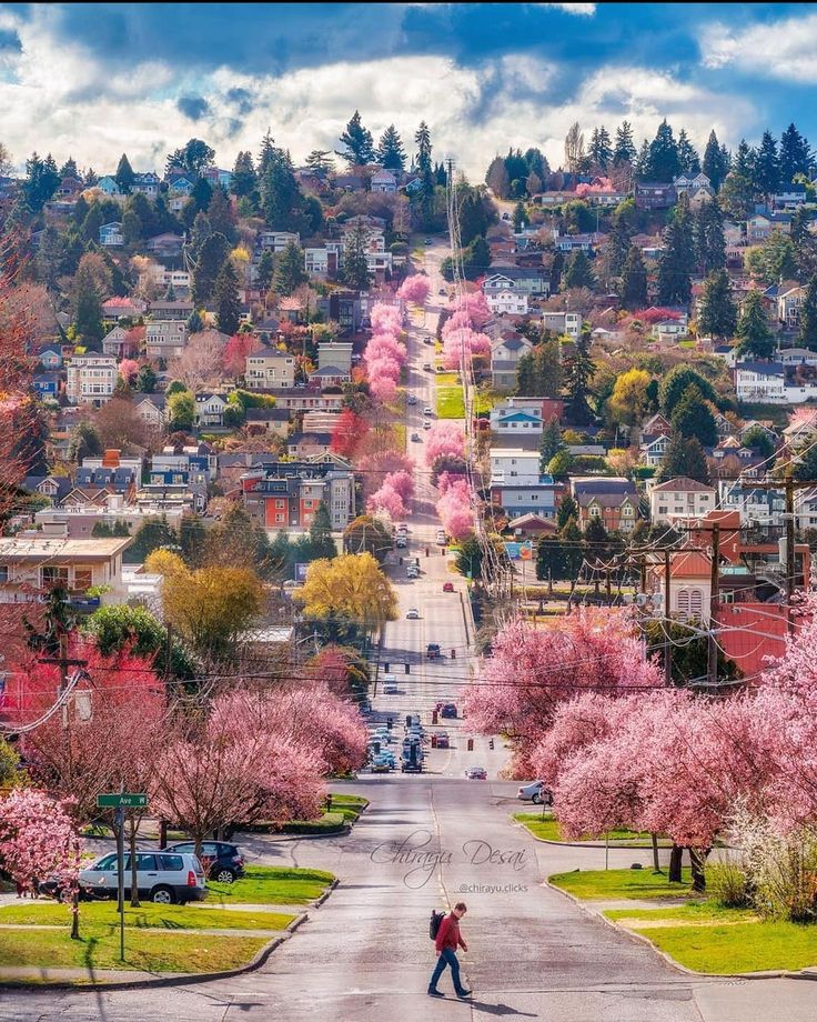 Bright orange autumn tree lining a residential street on Magnolia Hill, Seattle