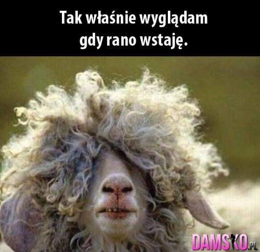Sheep with Messy Wool