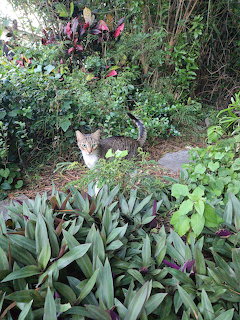 Tabby cat sitting on garden path among green plants and purple flowers