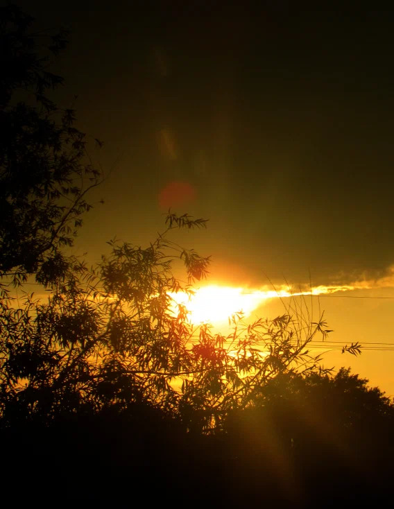 Brilliant golden sunset visible through dark silhouetted tree branches with sun rays and lens flare