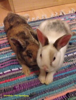 Angel Bunnies Momo & Zoe