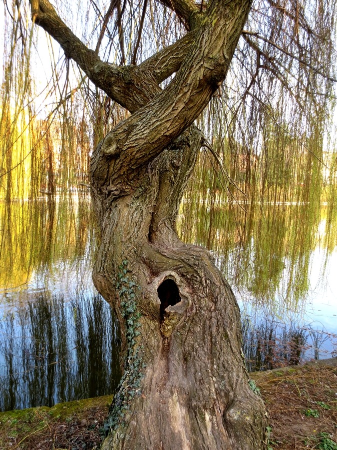 Twisted old willow tree with hollow trunk beside a still lake with reflections of droping branches