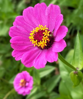 Close-up of a bright pink zinnia flower with yellow center against green foliage