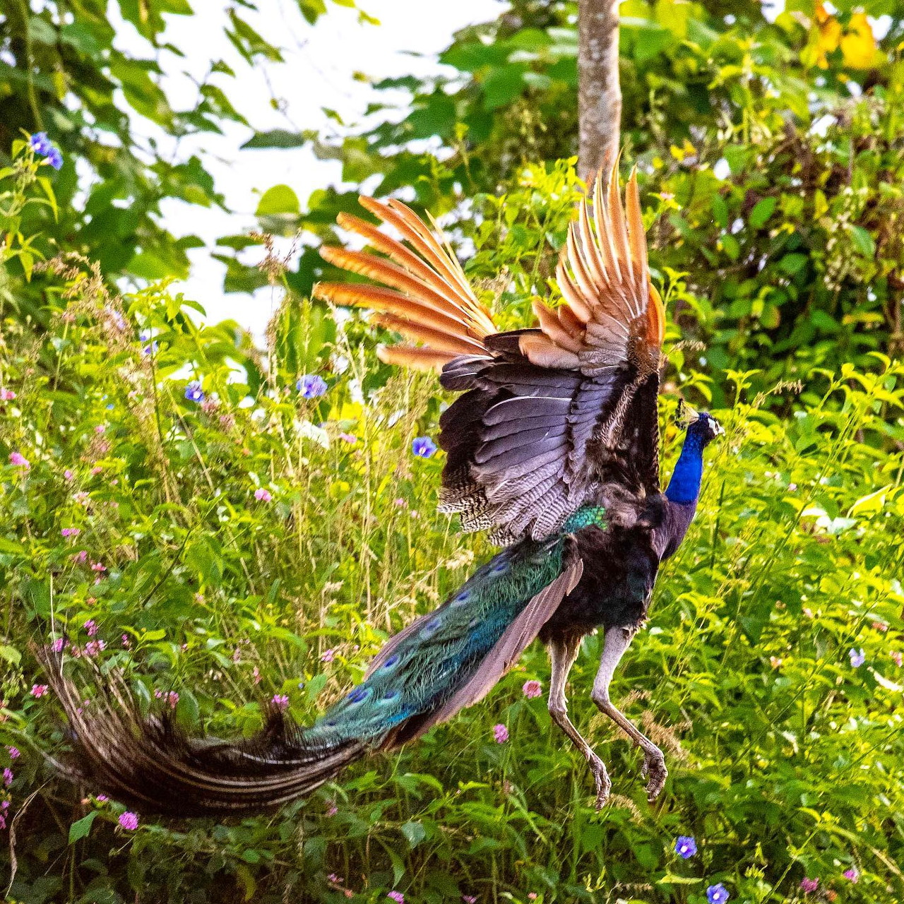 Peacock with spread wings and tail feathers flying among green plants and yellow flowers