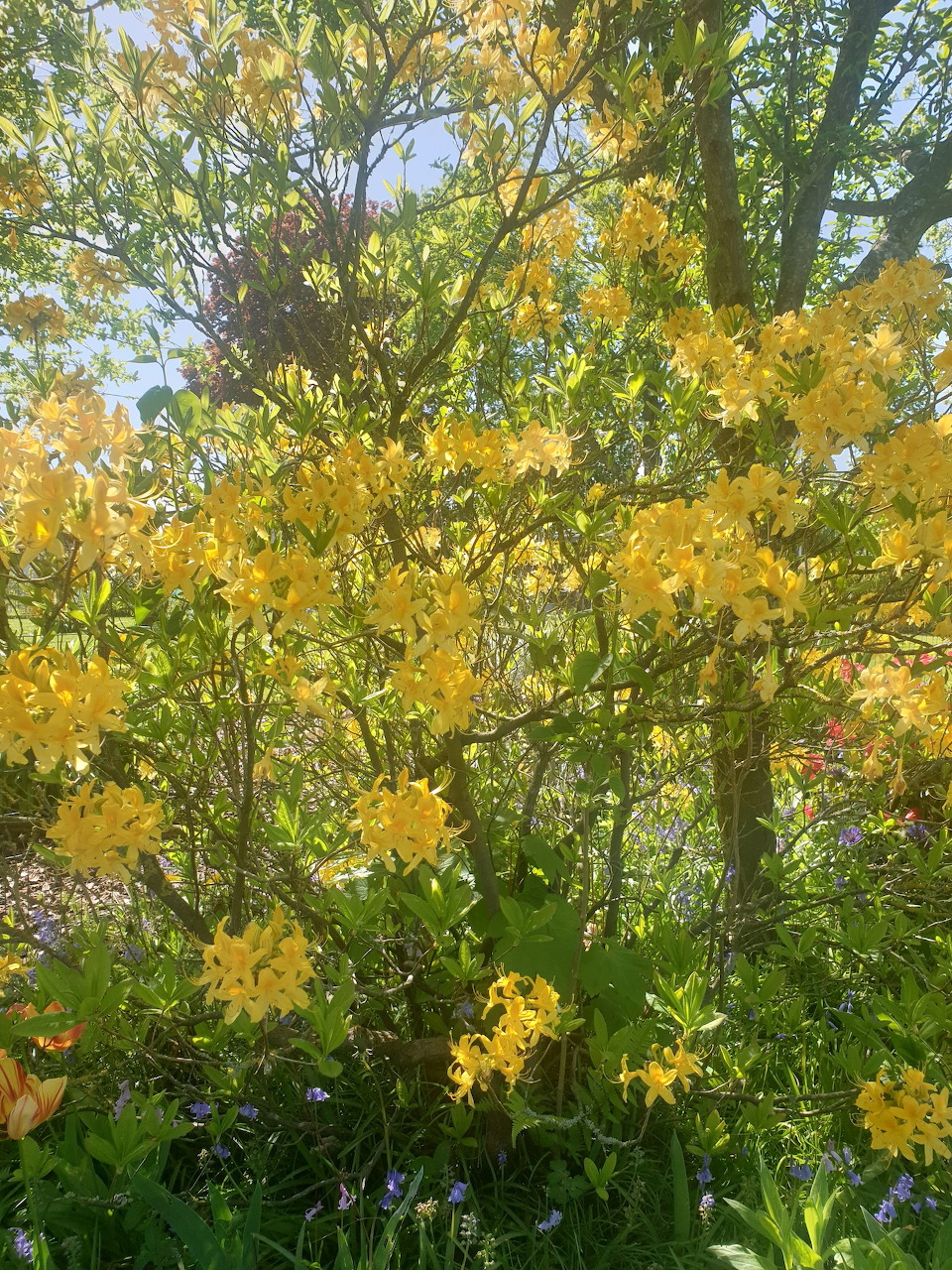 Bright yellow azalea blossoms on shrub with green leaves and trees in background