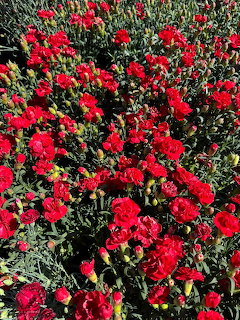 Dense field of bright red flowers with green leaves photographed from above