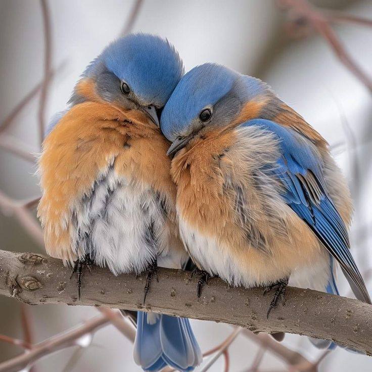 Two bluebirds cuddling closely on a tree branch