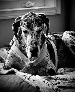 Great Dane Portrait