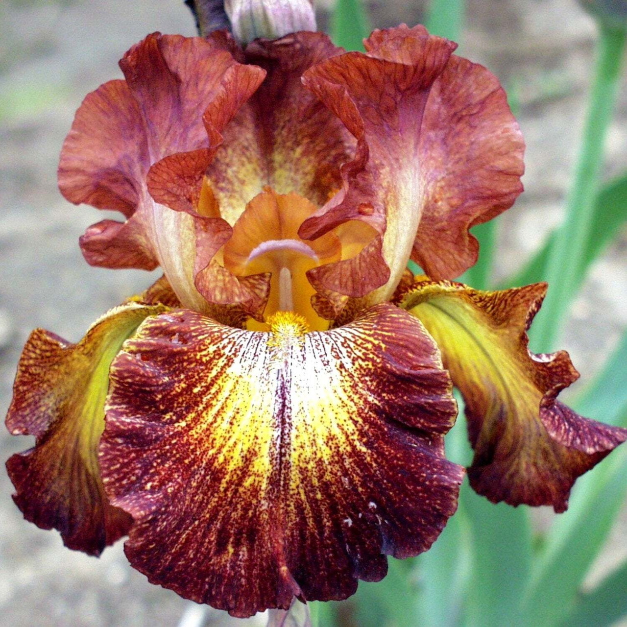 Bearded Iris Flower