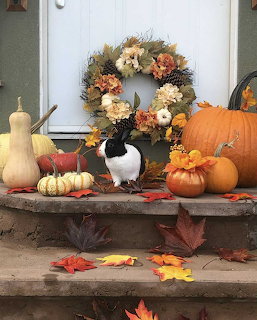 Black and white buny on a doorstep surrounded by pumpkins, gourds, fall leaves, and an autumn wreath