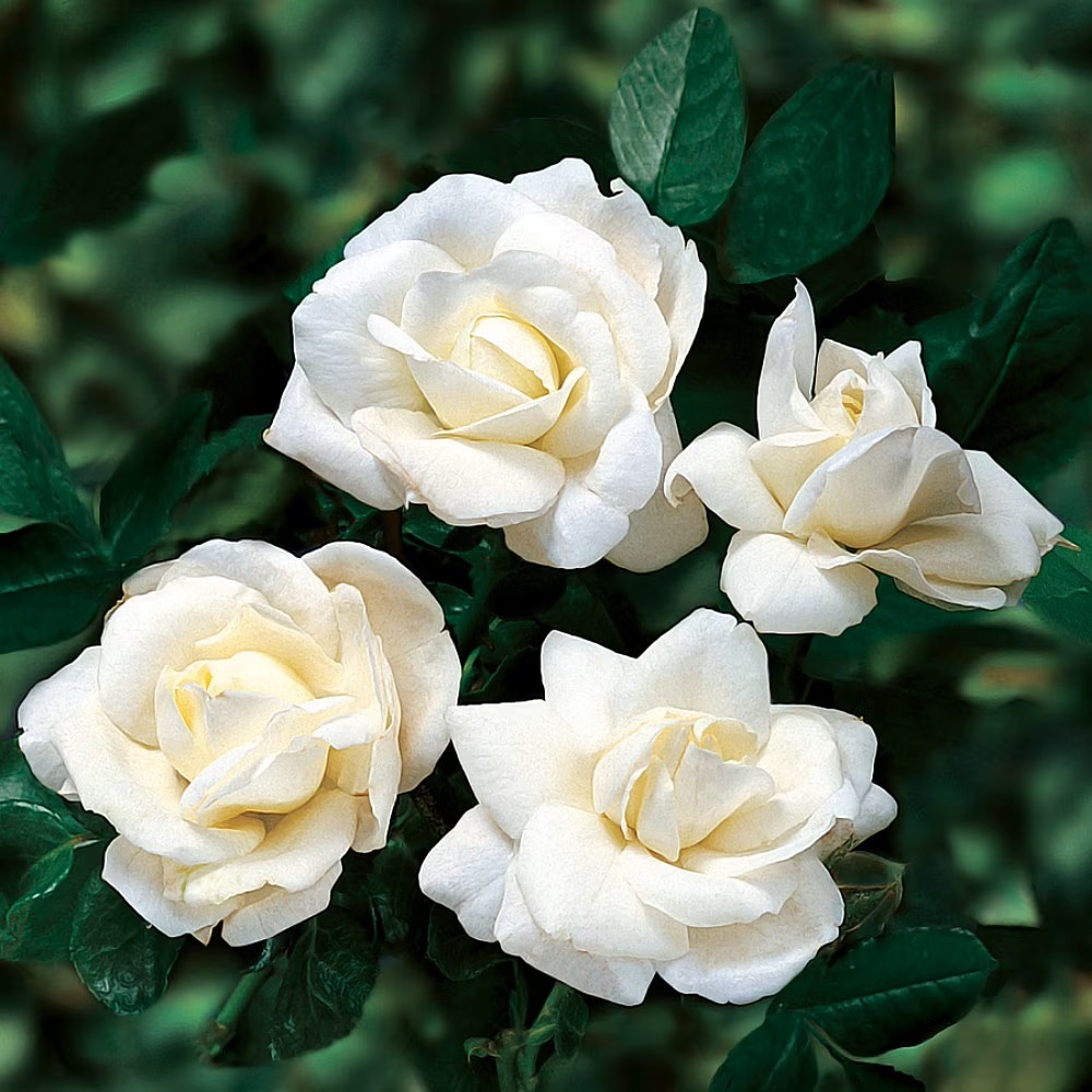 White Climbing Roses