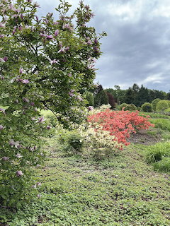 Garden with Bloming Shrubs