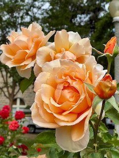 Peachy Roses in Bloom