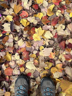 Hiking boots standing on colorful fallen autumn leaves covering the ground