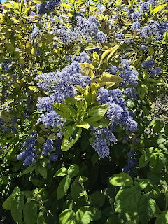 Blue Ceanothus flowers on green shrub with sunlight through leaves
