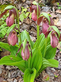 Pink lady's slipper orchid flowers with green leaves growing on a forest floor