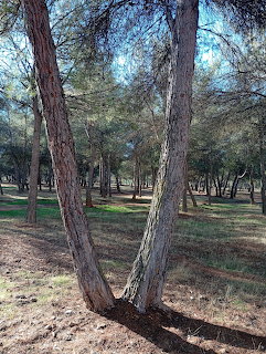 Pine Forest Path