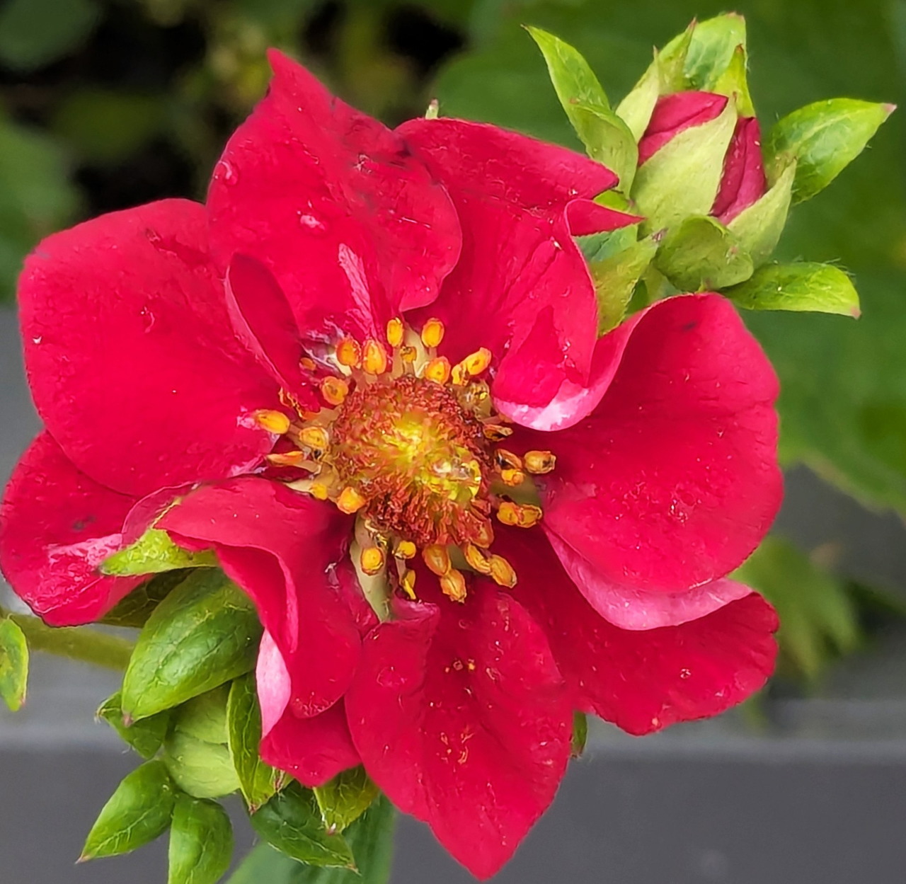 Close-up of a bright red flower with yellow stamens and green leaves