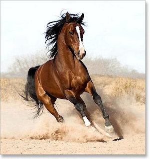 Galloping Brown Horse