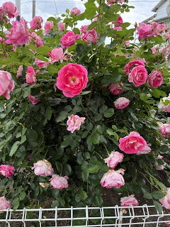 Pink rose bush with multiple blooming flowers against green foliage