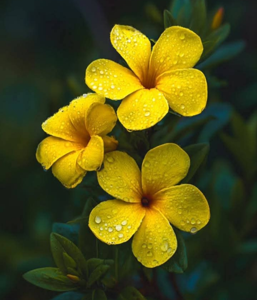 Yellow Flowers with Raindrops