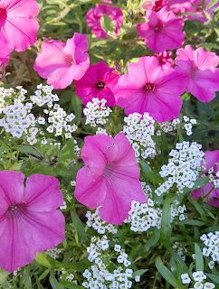 Bright pink petunia flowers and white alyssum clusters growing together in a garden