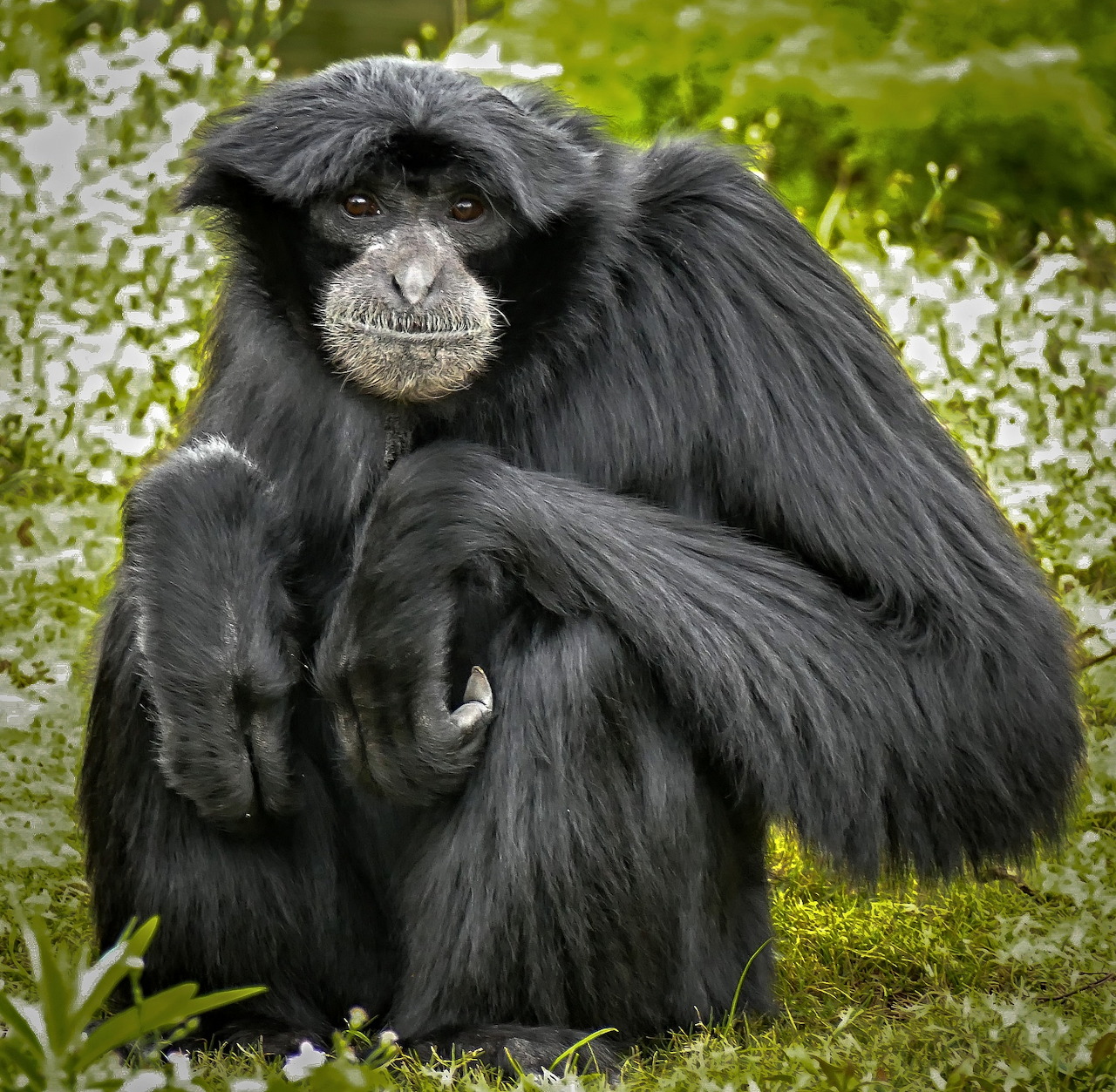 Black siamang gibbon with long fur sitting on grass with white flowers