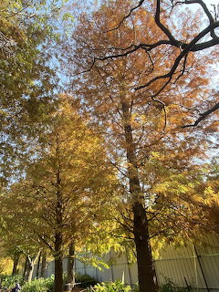 Tall bald cypress trees with golden yellow and green autumn leaves seen from below against blue sky