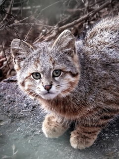 Young wildcat kitten crouching on a rock and looking at the camera