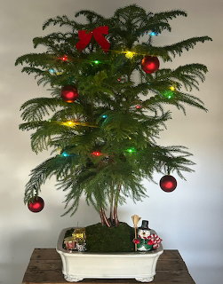Bonsai tree decorated with red Christmas ornaments, bow, and lights in white ceramic pot
