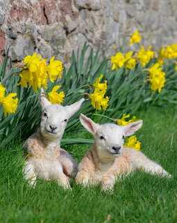Two white lambs lying on grass with yellow daffodils bloming behind them near a stone wall