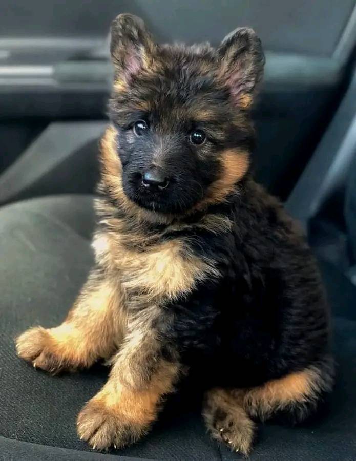 German Shepherd puppy sitting on a car seat