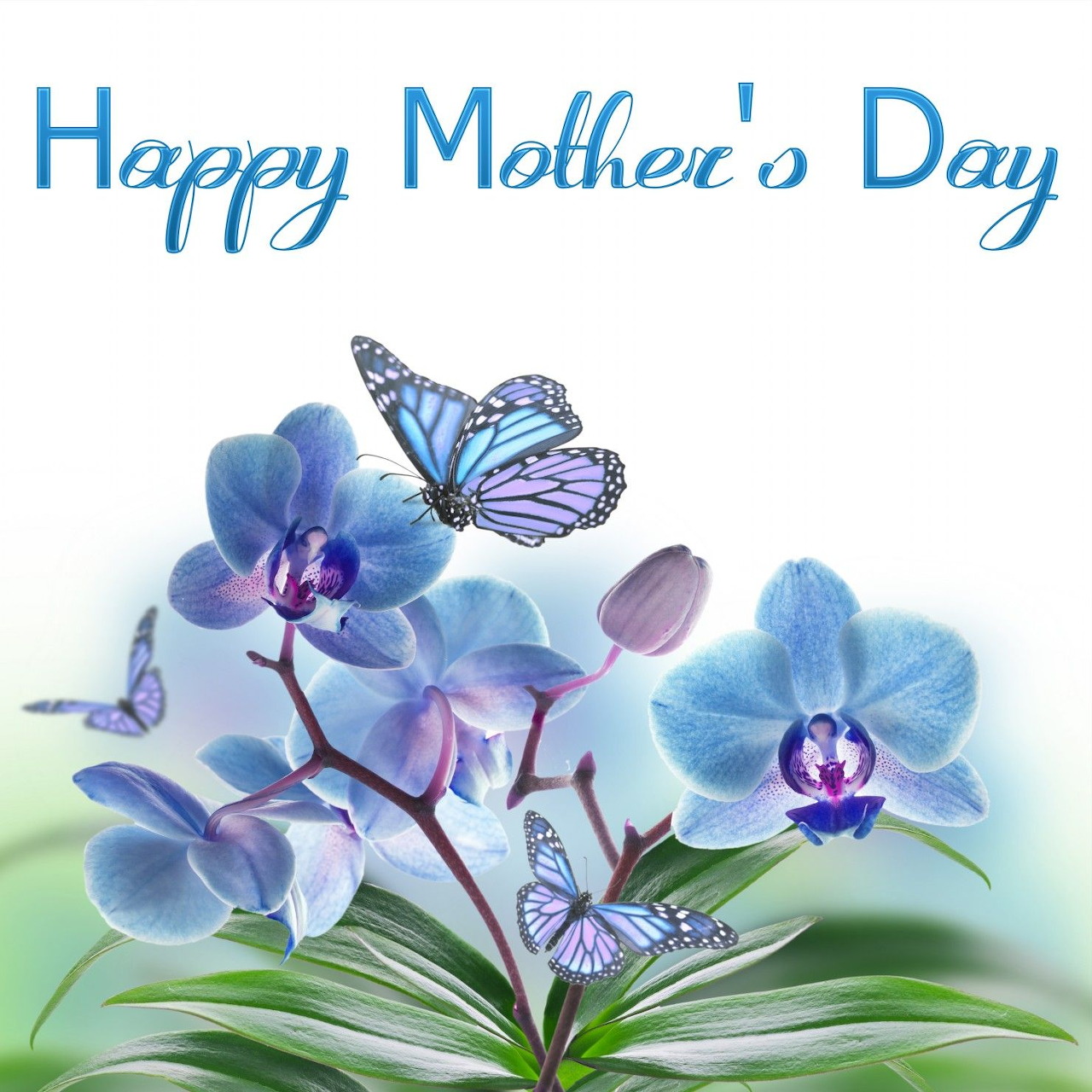 Happy Mother's Day Orchids