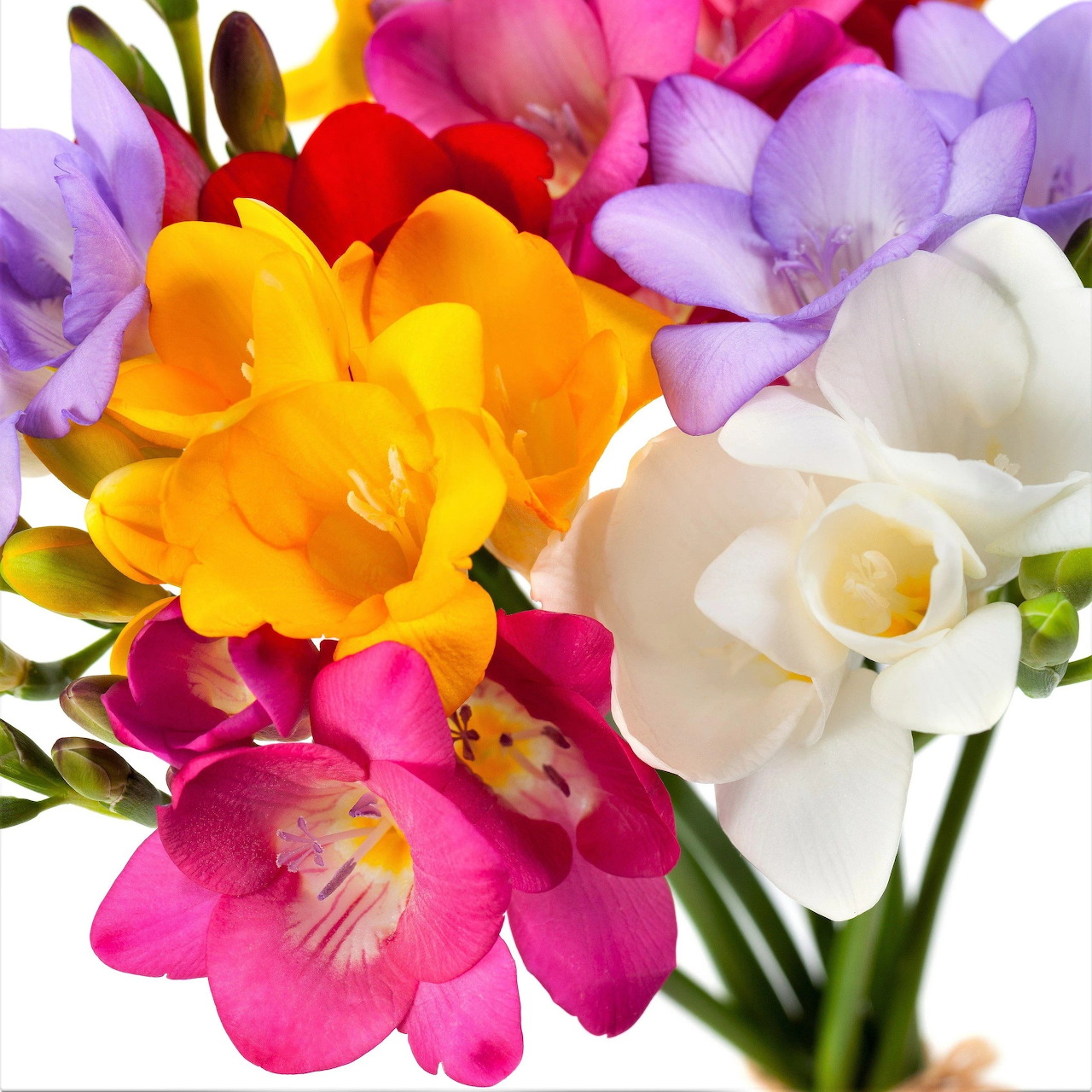 Colorful freesia bouquet with pink, purple, yellow, orange, and white blooms