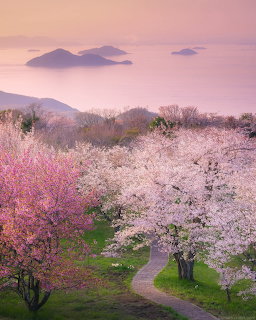 Cherry Blossom Mountain Path