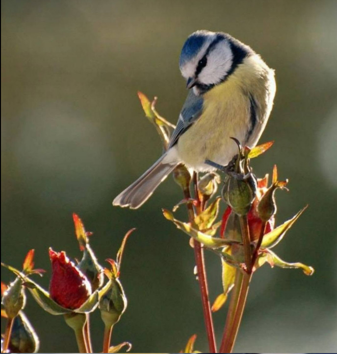 Blue Tit on Rose