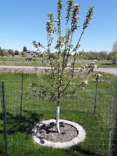 Young apple tree with white blossoms in fenced yard area with grass and mulch bed