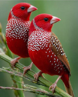 Red Avadavats on Branch