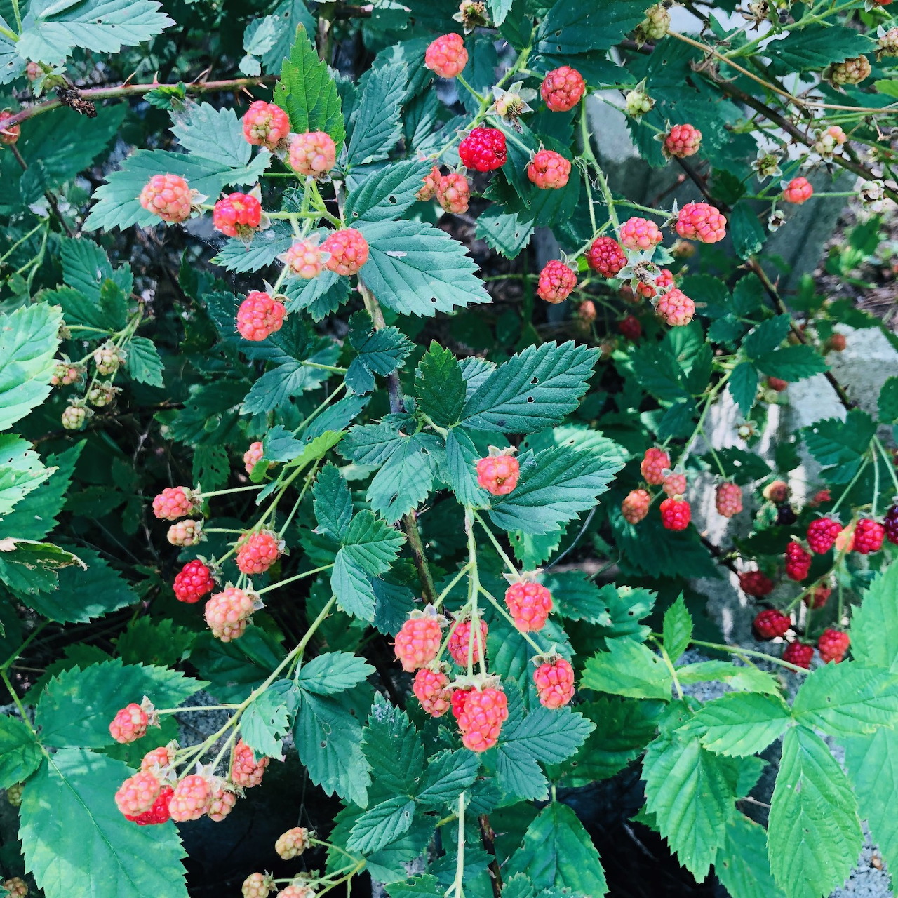 Unripe blackberries in red and green stages hanging from bush with green serrated leaves