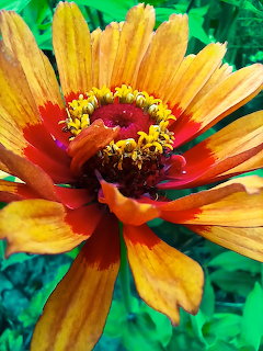 Close-up of an orange zinnia flower with red center and yellow petal tips against green background