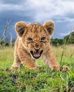 Lion cub snarling with mouth open showing teeth on green grass under cloudy sky