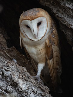 Barn owl standing in a dark tree hollow with textured bark around it