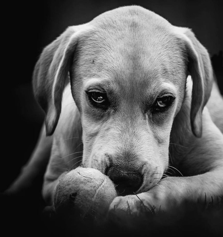 Black and white close-up of a pupy with sad eyes resting near a ball