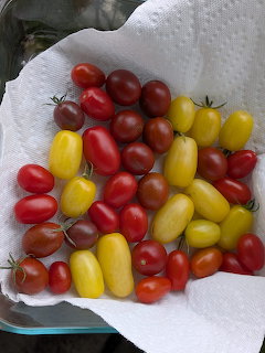 Colorful Cherry Tomatoes