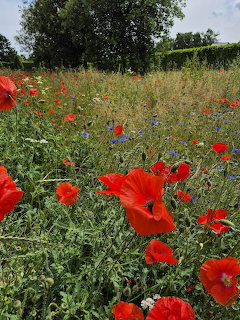 Red poppies and wildflowers in a grassy meadow with trees behind